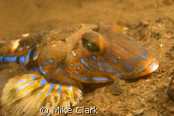 male dragonet with vivid blue stripes. by Mike Clark 